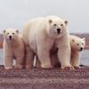 A polar bear and two cubs standing on a shoreline