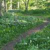 09_Woodland%20Garden.jpeg