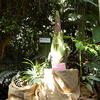 1-Corpse-Flower-2024-5-22-Web.jpg