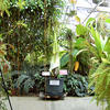 1-Corpse-Flower-4-16-23-600px.jpg