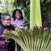 1-Corpse-Flower-4-22-23-Facebook.jpg