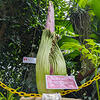 1-Corpse-Flower-Facebook-5-23-24-Web.jpg