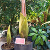 Corpse Flowers at Temple Ambler