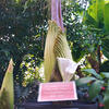 Corpse flowers at Temple Ambler.