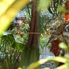 1-Corpse-Flower-May-15._0.JPG
