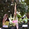 1-Corpse-Flower-May-21.JPG