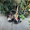 Corpse flowers blooming at Temple Ambler