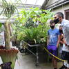 Viewing the corpse flowers at Temple Ambler