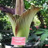 1-Corpse-Flower-Visit.JPG