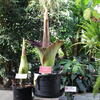 Corpse flowers at Temple Ambler