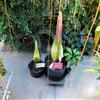 Corpse flowers at Temple Ambler