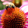 Bee on a flower.