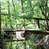 a creek going through a forest, with trees fallen across the creek.