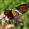 monarch butterflies on a flower