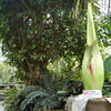 2-Corpse-Flower-4-18-23-600px.jpg