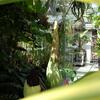 Second corpse flower at Temple Ambler