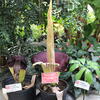 Little Stinker the Corpse Flower