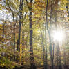 A forest in the Temple Ambler Field Station