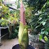Corpse flower at Temple Ambler