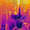 Thermogenesis in corpse flowers