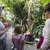 Viewing the Corpse Flowers