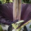 Corpse flower blooming at Temple Ambler