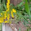 Solidago Herbivory Trial