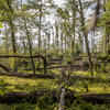 The Temple Forest Observatory