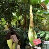 Corpse Flowers at Temple Ambler