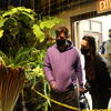 Viewing the corpse flowers
