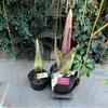 Blooming corpse flowers
