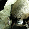 Brown bat with white nose syndrome