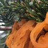 Cedar%20Apple%20Rust%202.jpg