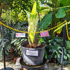 Temple Ambler Corpse Flower