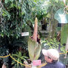 Corpse%20Flower%20Bloom-web.jpg