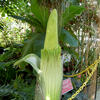 Corpse-Flower-Volunteers-600px.jpg