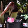 Corpse Flowers at Temple Ambler