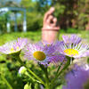 fleabane flowers