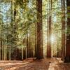 Replanting forests.
