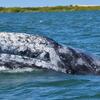 a Gray whale peeking out of the water