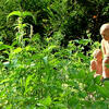 In%20the%20Herb%20Garden.jpg