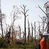 Severe damage to the old growth forest at Temple Ambler