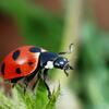 a closeup of a ladybug on a plant