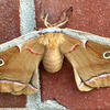 A moth on a wall