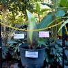 New-Corpse-Flower-Web.jpg