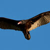 a turkey vulture in flight