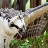 Osprey-Fish-web.jpg