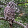 An owl in a tree