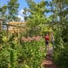 Exploring the Sustainable Wetland Garden one year after the tornado.