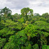 A canopy of trees